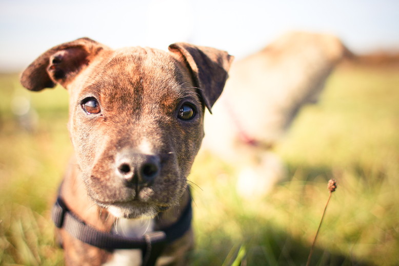 Buch mit Hundeselfies von Hansi Trompka