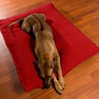 Divan-Uno-orthopdisches-Kissen-fr-groe-Hunde-mit-Latexfllung-90-x-110-cm-0-2