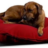 Divan-Uno-orthopdisches-Kissen-fr-groe-Hunde-mit-Latexfllung-90-x-110-cm-0